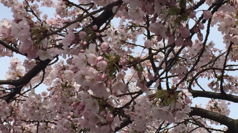 Körsbärsträden i full blom på Järntorget